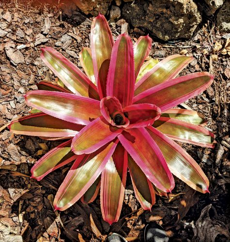 Enjoy bromeliads